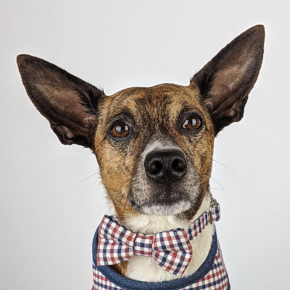 oscar - assaggiatore ufficiale di baukery