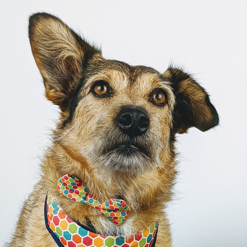 simba - assaggiatrice professionista di baukery